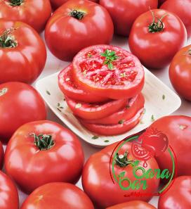 top tomato paste with complete explanations and familiarization