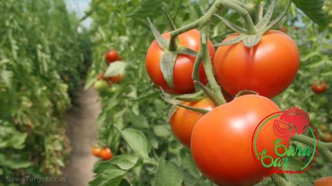 squeeze tomato paste with complete explanations and familiarization