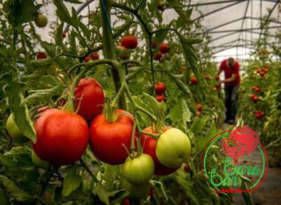 Learning to buy an popular tomato paste from zero to one hundred