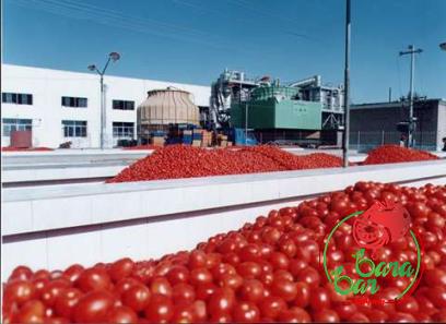 Learning to buy an easy eating tomato paste from zero to one hundred