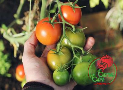 Learning to buy an 1 gallon tomato paste from zero to one hundred