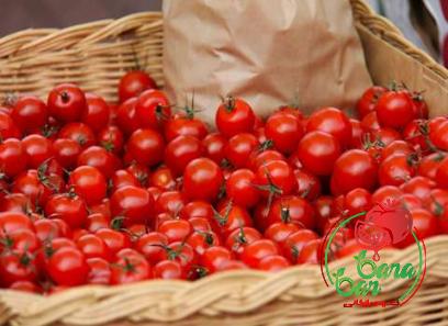 tasty tom tomato paste with complete explanations and familiarization