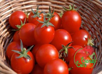 doppio tomato paste with complete explanations and familiarization