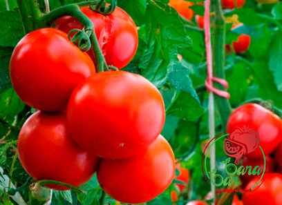 Learning to buy an bitter top tomato paste from zero to one hundred